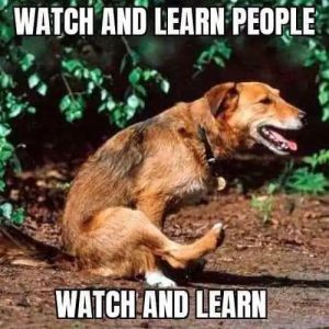 watch-and-learn-people-dog-rubbing-ass-on-ground